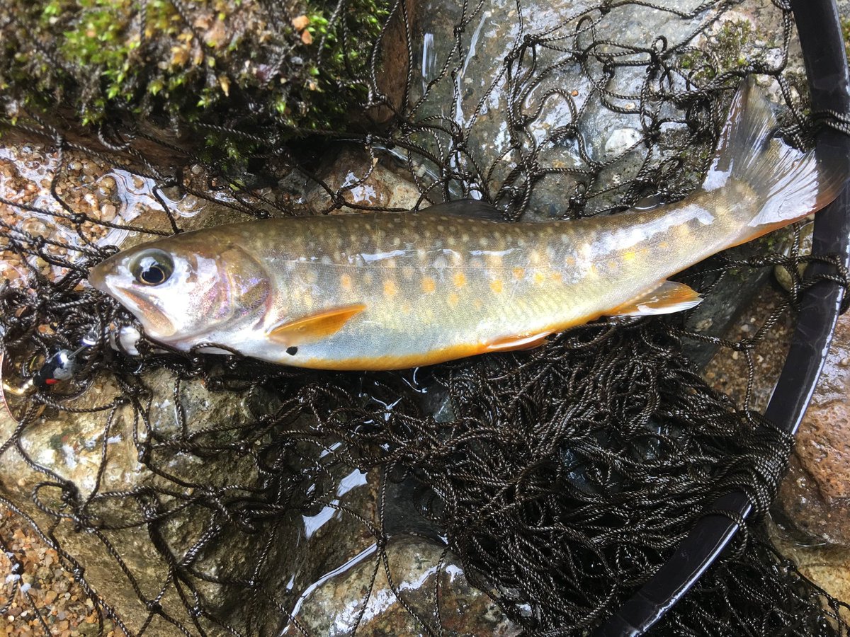 桂まん我 Auf Twitter いい感じでイワナが ヤマメになぜかアマゴ はじめてのカワサバも 堪能しました 続 釣り 渓流 鳥取 若桜町 千代川 イワナ ヤマメ アマゴ カワサバ