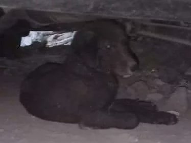 dhyanfoundation's tweet photo. 🛑Accident 🛑at #PulPrahaladpur.
Puppy was sitting at one place for long time &amp; had difficulty in getting up. He had met with an accident &amp; suffered multiple injuries. DF volunteer rescued him&amp; admitted in #Ajaydeep shelter for his treatment.
#FeedADog
#DogRescue
#Dhyanfoundation https://t.co/YW08wBsDKi