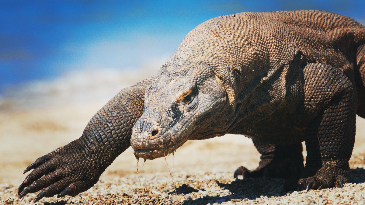 PatrickAryee's tweet photo. Letβs go see some cool island lizards they said... π¦ turns out those cool lizards are in fact #ColdBloodedKillers! π¬
A recent discovery found toxins in #KomodoDragon saliva stop blood from clotting. One bite and itβs all over! π
#Venomous #LargeLizards #BigBeasts #ComingSoon https://t.co/KYnyDpfw6j