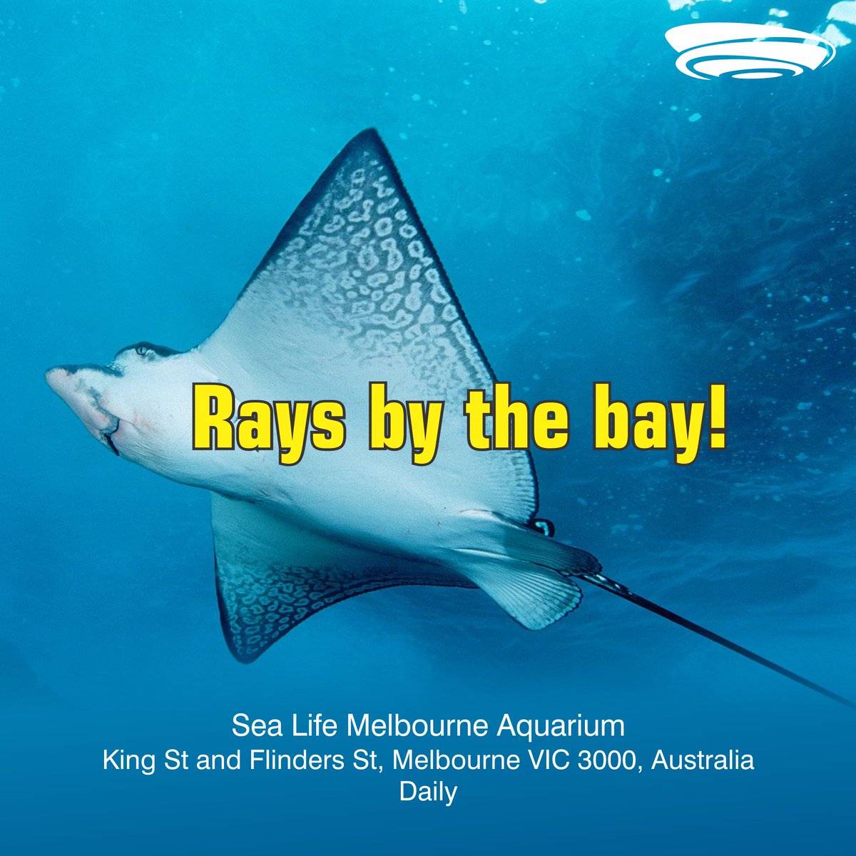 Quite easy to spot Stingrays now in #PhilipBay only at Sea Life Sunshine Aquarium. Grab your tickets here: bit.ly/KzSeaLifeMelbo…
