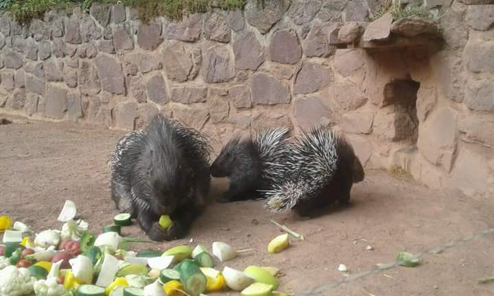 Die Stachlerbabys sind draußen 🤗
Füttern ausdrücklich erwünscht!!
Kommt vorbei 😁
