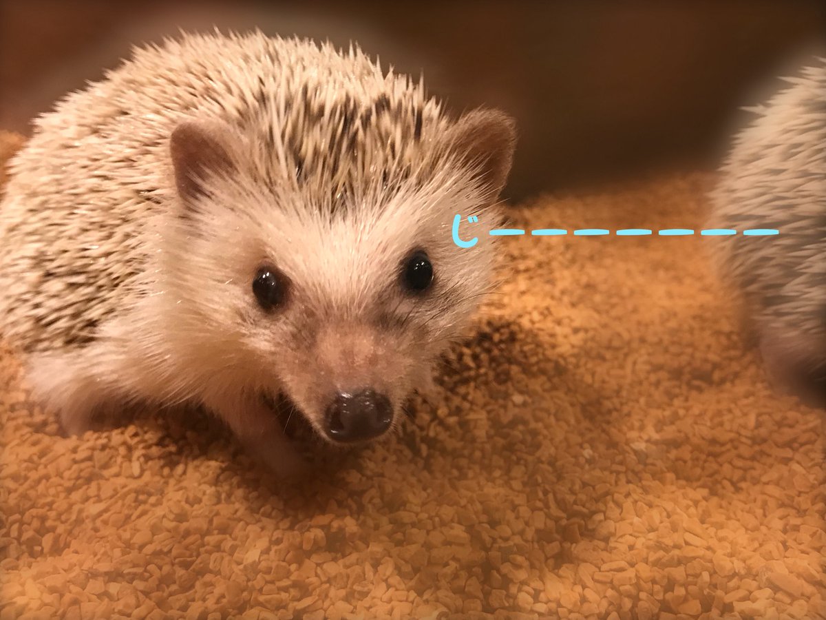 ハリネズミカフェ Harry 横浜中華街店 Na Twitteru カメラ目線いただきましたー ハリネズミカフェに来た際には是非 可愛いお写真撮ってみてくださいねっ ハリネズミカフェ ハリネズミ Harry Hedgehog Hedgehogcafe 横浜 横浜中華街 赤レンガ