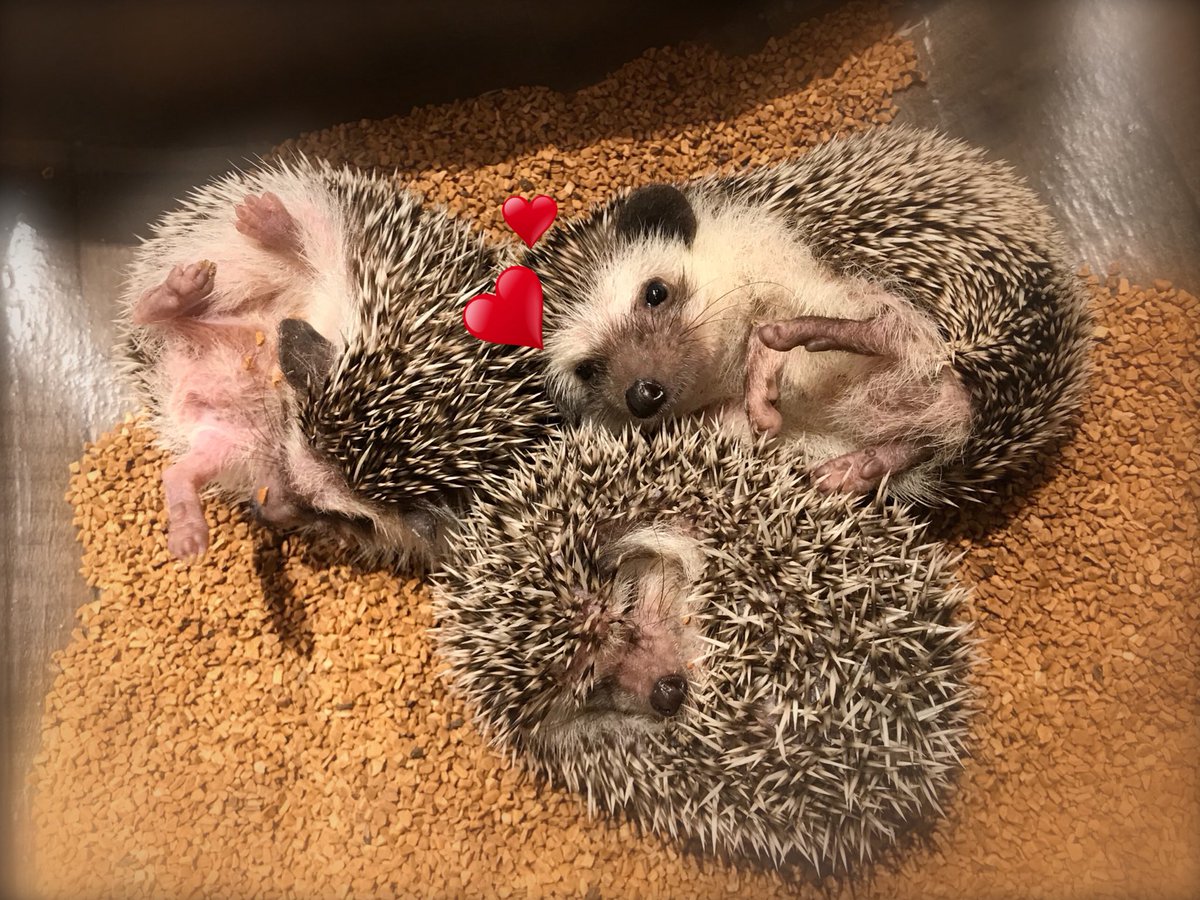 ハリネズミカフェ Harry 横浜中華街店 Na Twitteru カメラ目線いただきましたー ハリネズミカフェに来た際には是非 可愛いお写真撮ってみてくださいねっ ハリネズミカフェ ハリネズミ Harry Hedgehog Hedgehogcafe 横浜 横浜中華街 赤レンガ