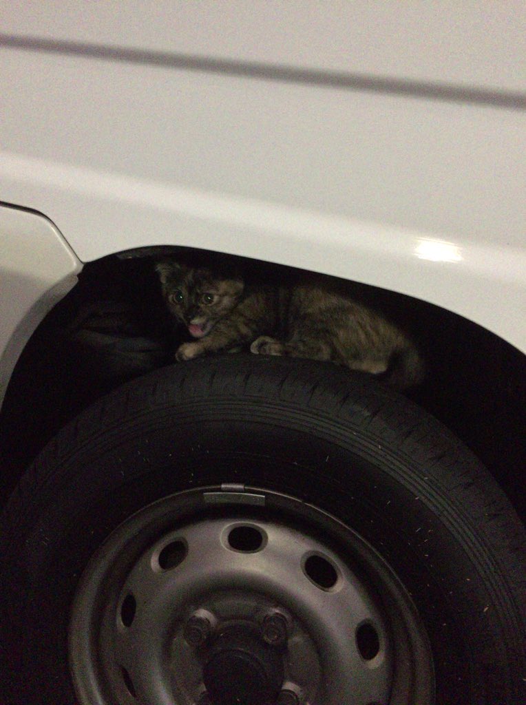 菅辺吾郎 愛の間に間に発売中 車のボンネットに猫が入り込んでないかの 猫バンバン は有名ですが 軽トラ乗る人は こういう所もチラ見してはいかがかと タイヤと車体の隙間 近寄ったら逃げるかとおもいきや ただただシャアアアって鳴くだけだったので 菅辺吾郎 愛の間に間に発売中 車のボンネットに猫が入り込んでないかの 猫バンバン は有名ですが 軽トラ乗る人は こういう所もチラ見してはいかがかと タイヤと車体の隙間 近寄ったら逃げるかとおもいきや ただただシャアアアって鳴くだけだったので