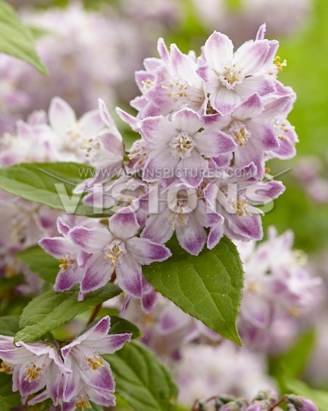 PlantippPeter's tweet photo. New photoshoot of the Deutzia Raspberry Sundae. What do you think of that? #raspberrysundae #deutzia https://t.co/JcAxVQvF8R