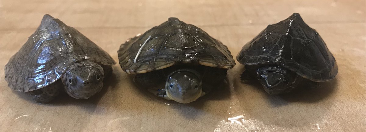O Xrhsths 中津川市の観賞魚 小動物専門店 まるかね Sto Twitter 暑くなるとなぜかカメ を飼育したくなりますね お店には現在3種類のカメ がいます 左からカブトニオイガメ ヤエヤマイシガメ ミシシッピニオイガメです どの種類もそこまで大きくならないので飼い O Xrhsths 中津川市の観賞魚 小動物専門店 まるかね Sto Twitter 暑くなるとなぜかカメ を飼育したくなりますね お店には現在3種類のカメ がいます 左からカブトニオイガメ ヤエヤマイシガメ ミシシッピニオイガメです どの種類もそこまで大きくならないので飼い