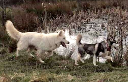 #FindZalaandZeus #BringUsHome #NeverGivingUp #StolenDog  #barnsley #Husky #GermanShepherd  #family #gonetoolong #December #ScanMe <a href="/BarnsleyToday/">Barnsley Today</a> <a href="/BarnsleysHour/">#BarnsleyHour</a> <a href="/SYorkshireHour/">SouthYorkshireHour</a> <a href="/IAATA2016/">IAATA</a> <a href="/AWOLPets/">AWOL Pets</a> <a href="/pettheftaware/">Pet Theft Awareness</a> <a href="/VetsGetScanning/">MakeChipsCount to Reunite Pets</a> <a href="/SAMPAuk_/">Stolen&Missing Pets</a>