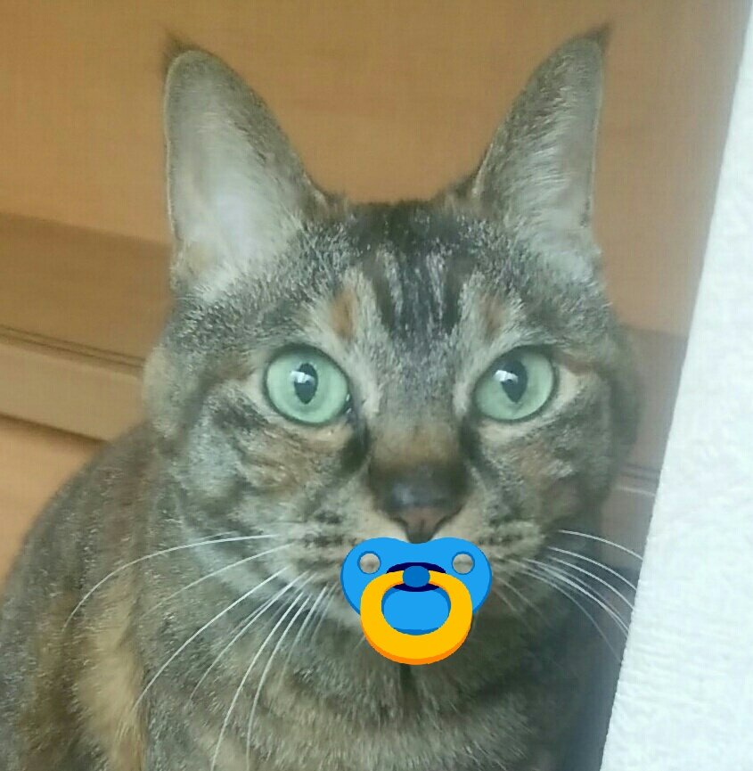 ほたる در توییتر 猫におしゃぶりをつけさせるとバブみがつよい うにゃーん