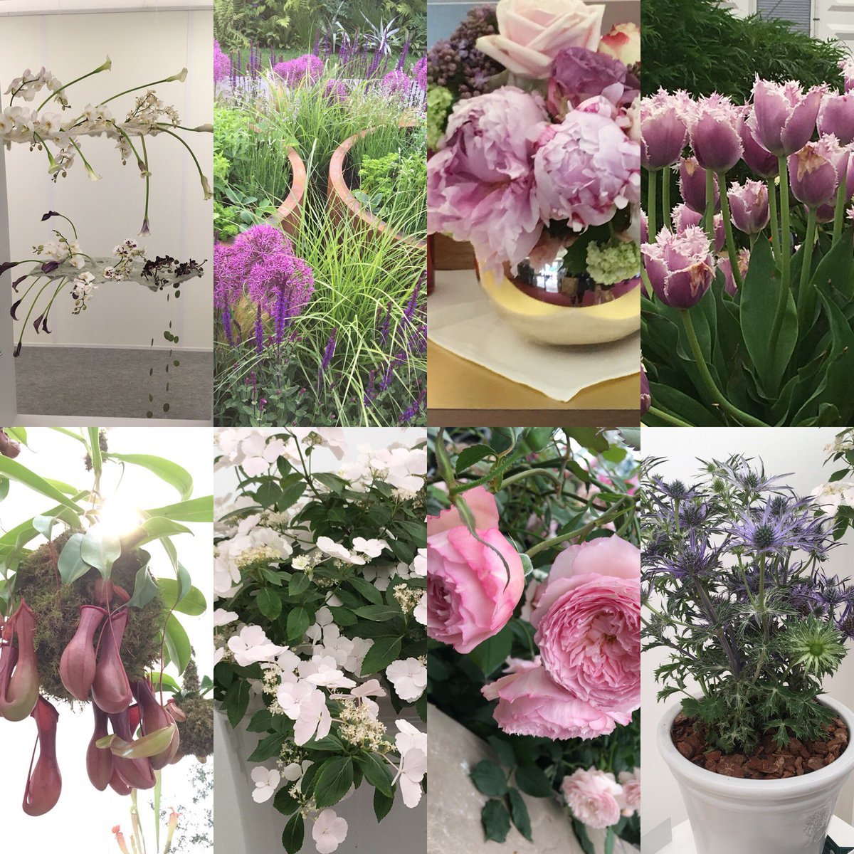 ruthiegene's tweet photo. So beautiful #ChelseaFlower2018 #bestfriday https://t.co/Nqo4HytOQa