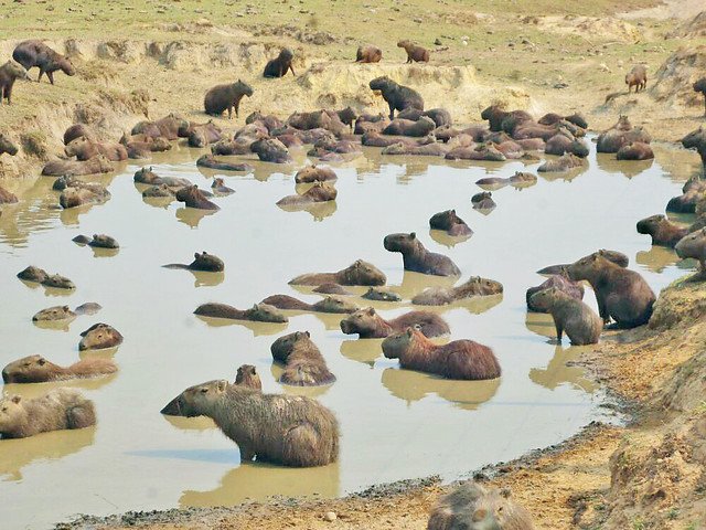 CaracolRadio's tweet image. #SiSeLoPerdió | La carne de chigüiro es deliciosa, pero hay que proteger la especie #Escuche #CaracolAlCampo 

--- &amp;gt; bit.ly/2LyEH5x