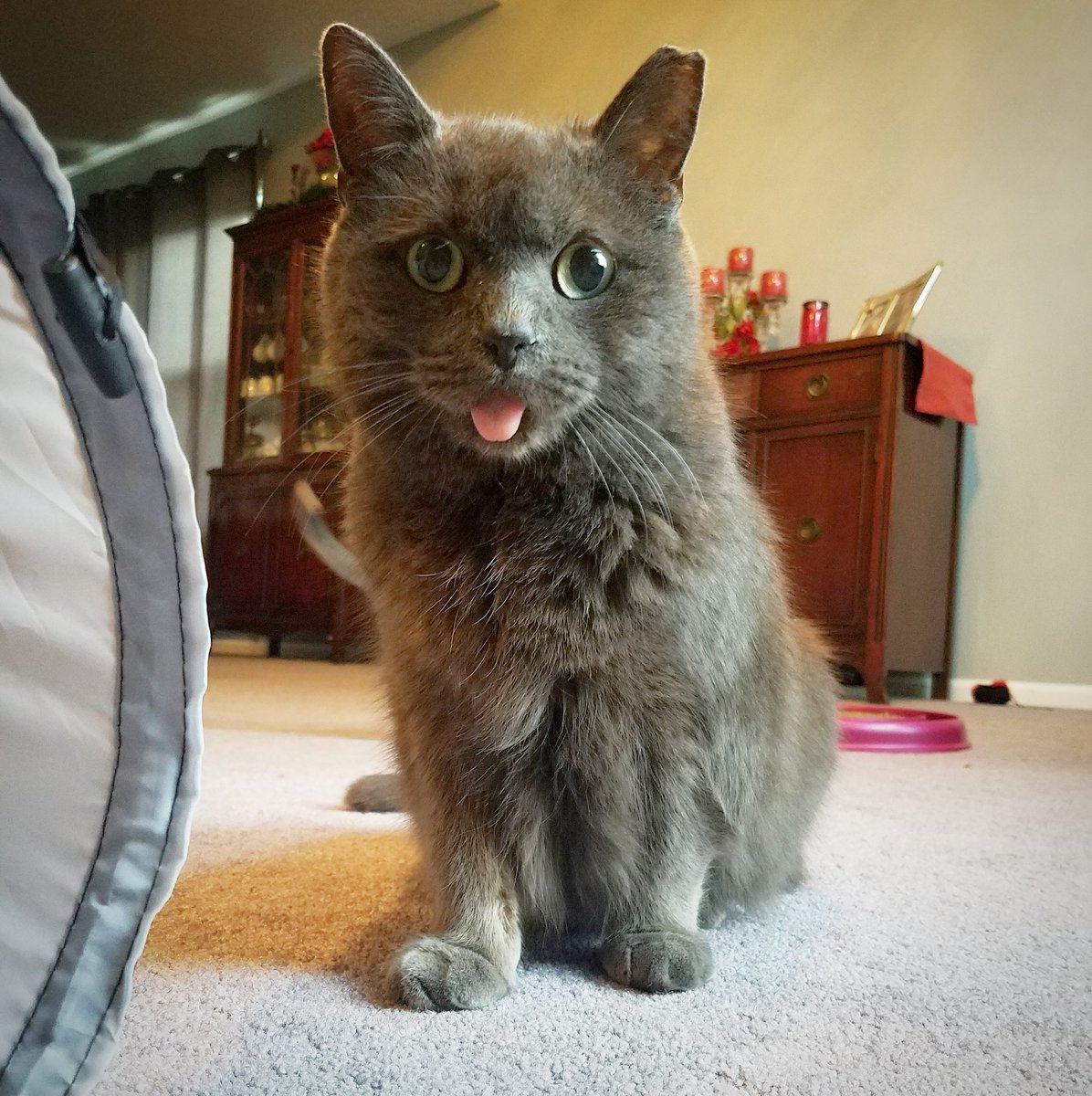 KJonair's tweet photo. Mommy just gave me the best news!!! My 6 month blood work was PURRFECT!! My mouth feels great, I'm continuing to beat stomatitis &amp; loving every day! Thanks for all the love &amp; support on my journey! -Grayson #DailyGrayson #Caturday #cats #catsoftwitter Instagram: @kjscats https://t.co/o3k2by5p86