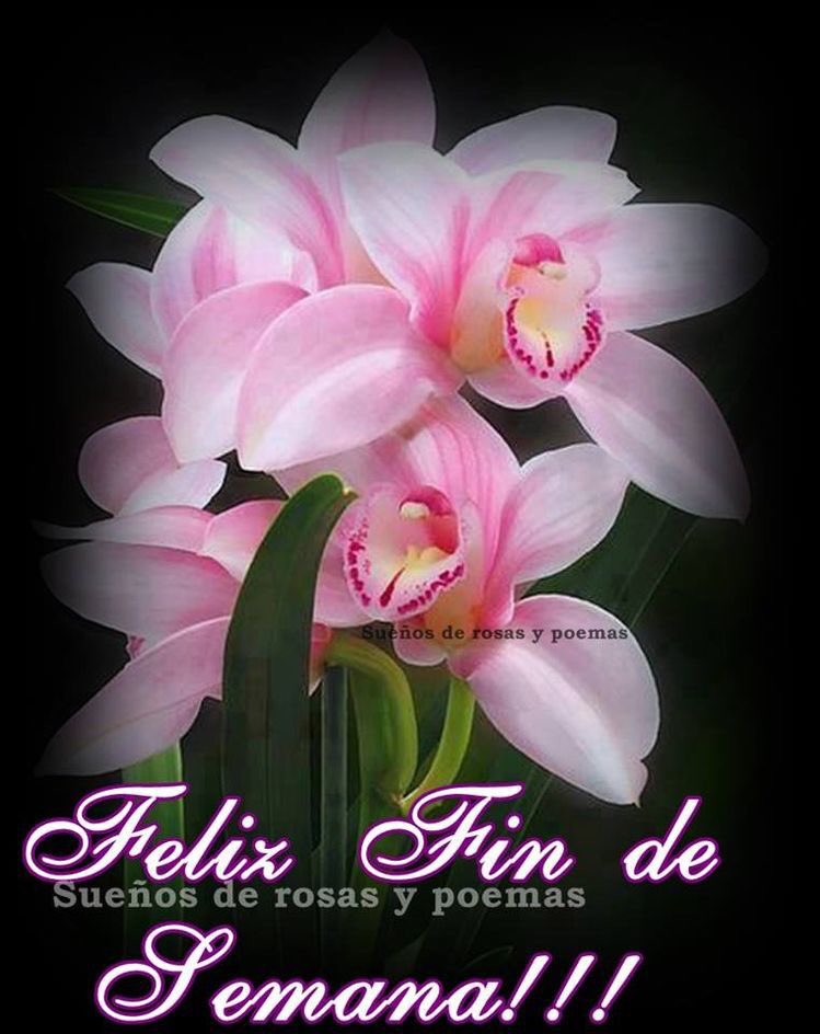 Norma Campos ♊️ on Twitter: "Gracias! Bonita! Feliz fin de ...