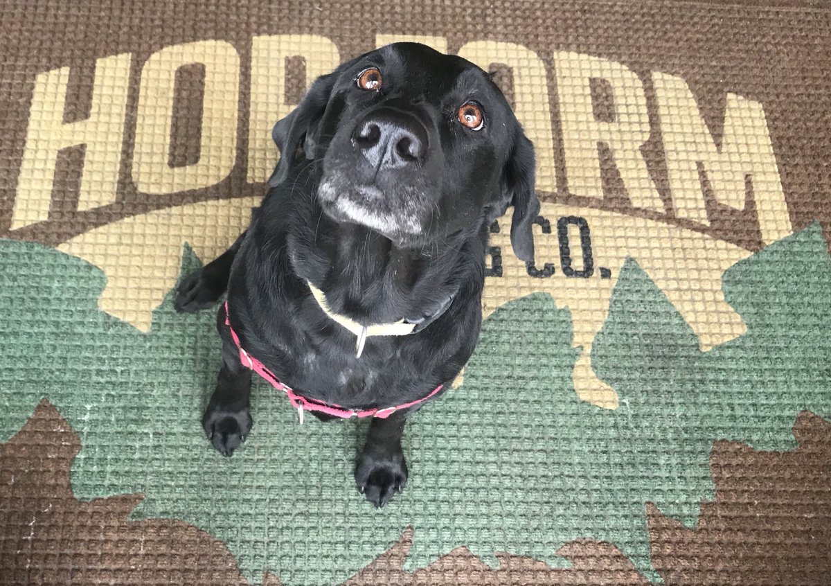 HopFarmBeer's tweet image. Tink says things are looking up! Growlers $5 off this weekend Grab a legendary burger 2 #friedonionburger #localbeef #localhops #pittsburgh