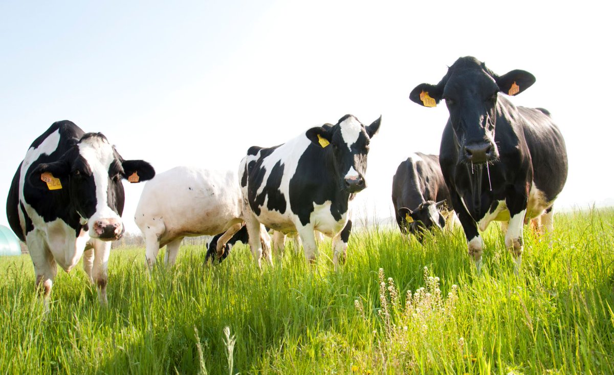 ParmesanUK's tweet photo. #GuessWhat: You can't make #ParmigianoReggiano with #milk not from the #AreaOfOrigin or #abroad. #ParmigianoReggiano must be made using #artisanal and #natural methods that are established in the product #regulations for production methods, #diet for #cows and branding rules. https://t.co/YsDC8ZrYRe