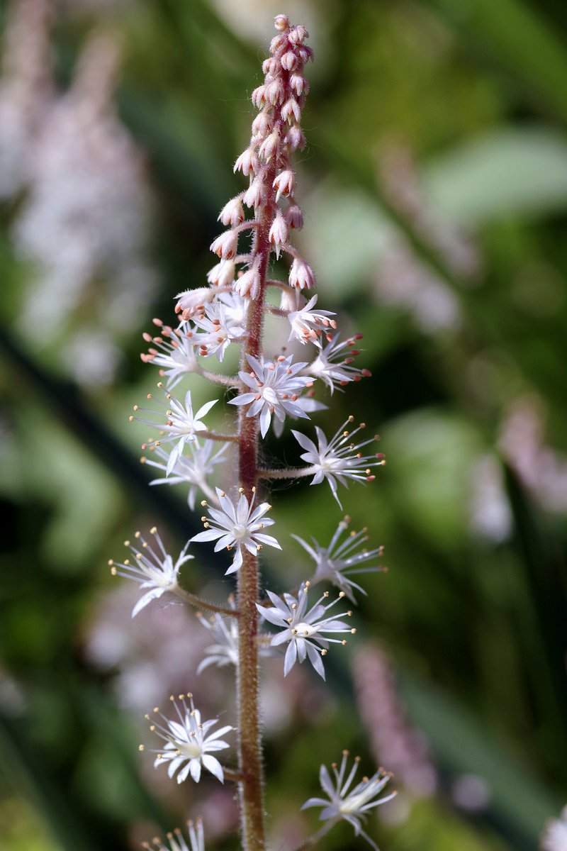 Some #inspiration drawn from the final day of the #RHSChelseaFlowerShow to start off the Bank Holiday weekend:

Tiarella.

Did you know that its hybrid, the 'Raspberry Sundae', was one of the highlights of the show?

#gardening #flowers #SaturdayMotivation