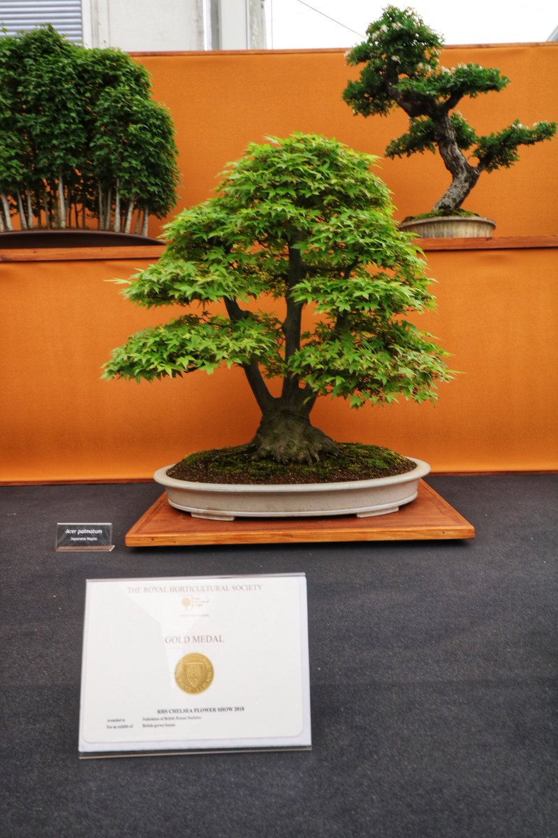 Billybaker52's tweet photo. My #acerpalmatum #Crataegusmonogyna #Pinussylvestris achieving a #gold at #RHSChelsea2018 🥇@The_RHS @fobbsbonsai #Bonsai https://t.co/OcXhGEXxRc