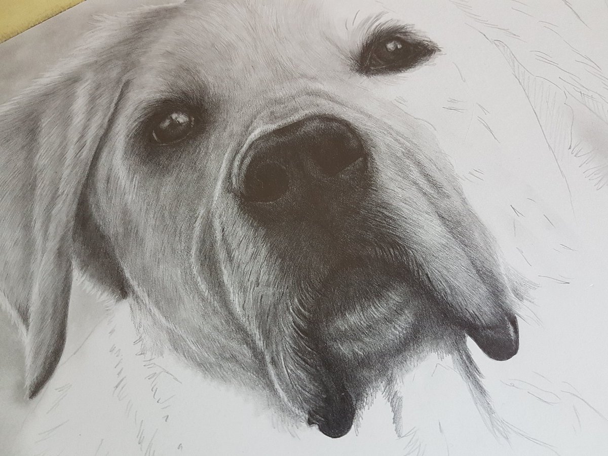That one is going to be finished today. A graphite drawing of Labrador Golden Retriever mix Seppi 😍
#drawing #graphite #petportrait #ksfineart #art #labradorretriever #goldenretriever #bestdogintheworld