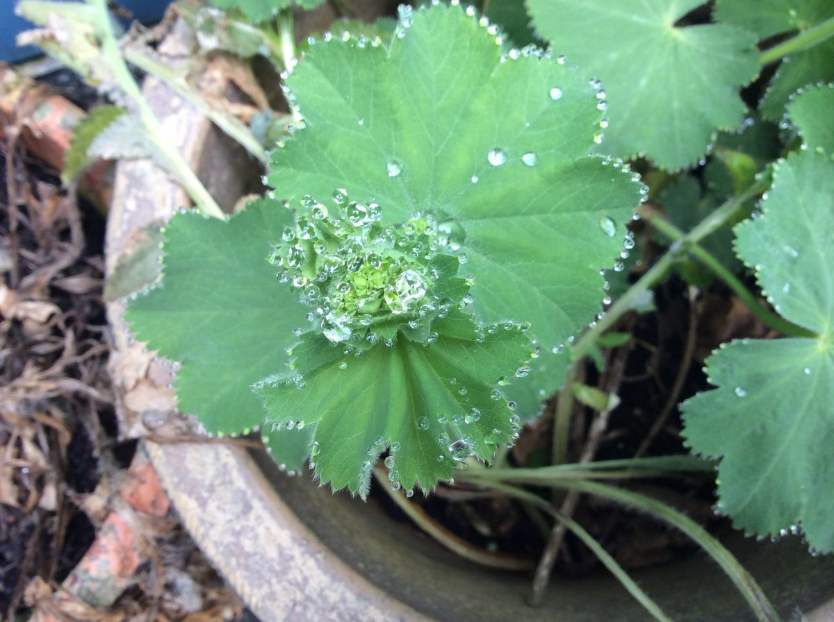 EnticingThreads's tweet image. Diamond sprinkled!