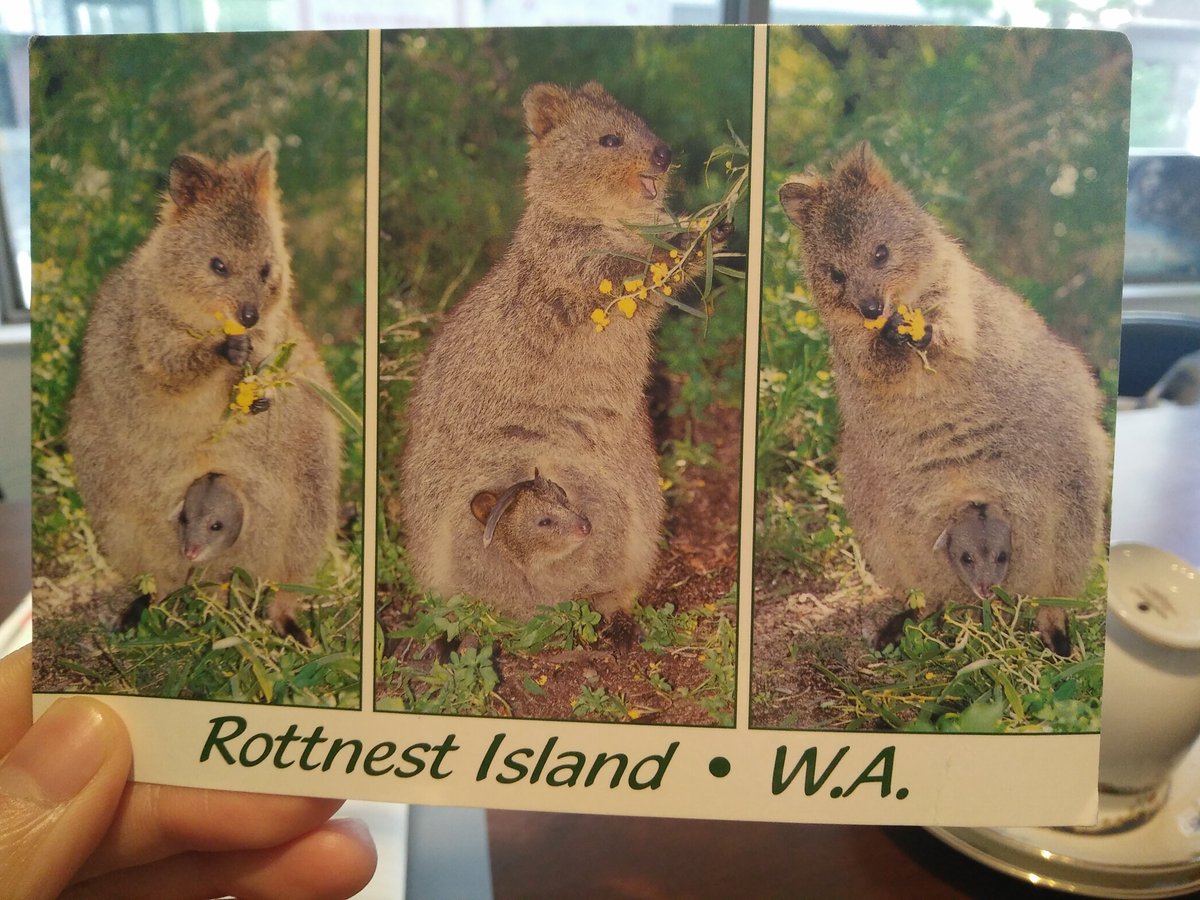 Global Cafe グローバルカフェ 福岡 英会話 Pa Twitter 本日のこぼれ話 お客様からオーストラリアのロットネスト島に行った記念にポストカードをもらいました この動物は 世界一幸せな動物 と言われているクオッカです 可愛いですねぇ クオッカ