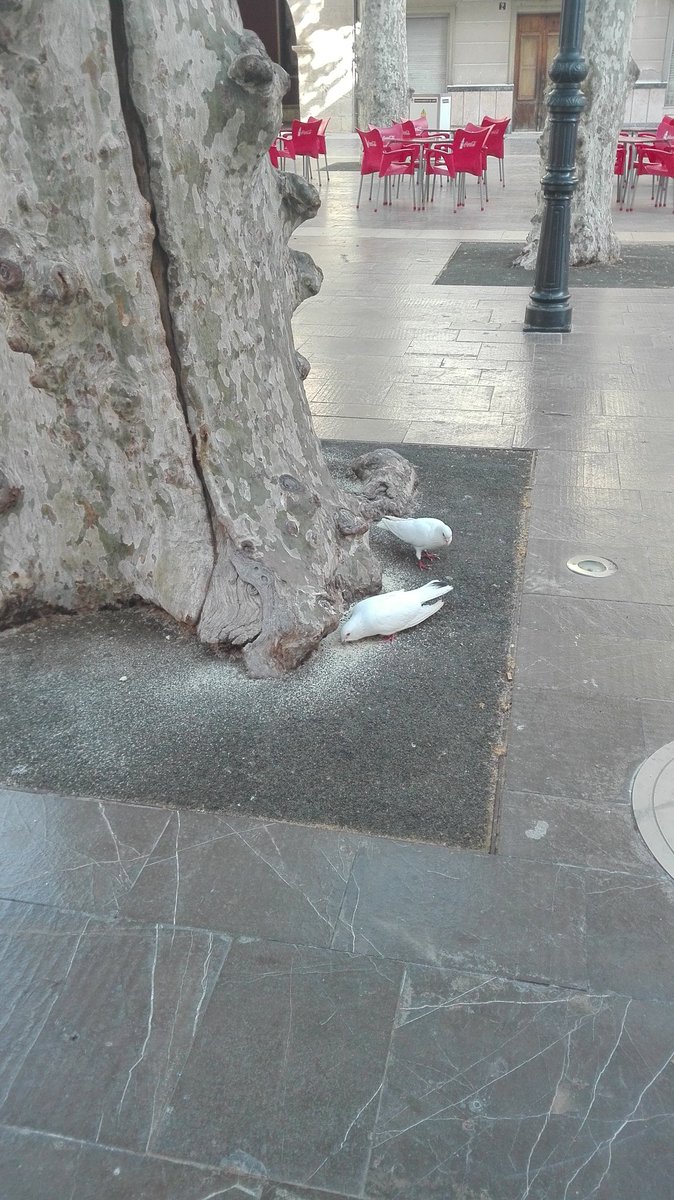 AspeTweets's tweet photo. Recibimos muchos mensajes d preocupación respecto a la erosión q producen las heces d las palomas en la fachada d @BasilicaDeAspe. No obstante hay quien las alimenta d manera ilegal y hemos captado imágenes. Soluciones @spuertomanchon @Apuertogarcia @mjvillag https://t.co/fh454ShBIK