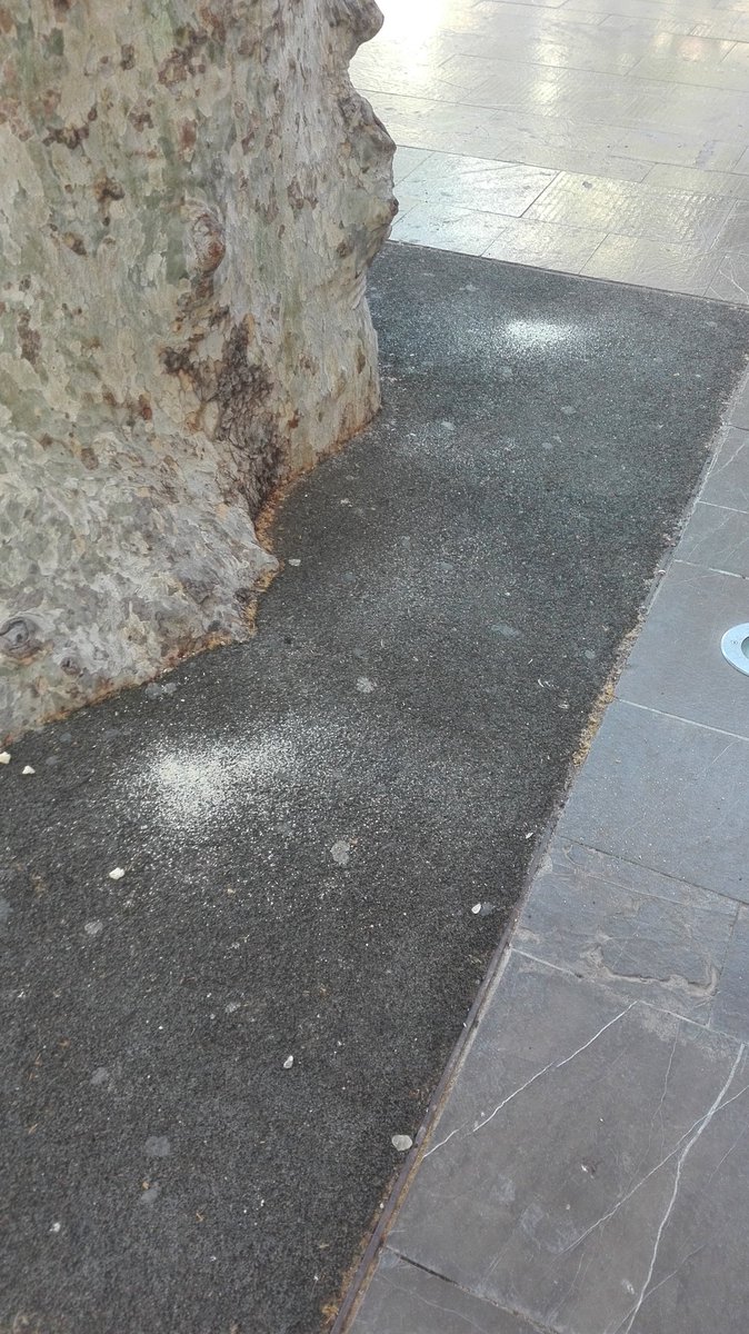 Recibimos muchos mensajes d preocupación respecto a la erosión q producen las heces d las palomas en la fachada d <a href="/BasilicaDeAspe/">Basílica de Aspe</a>. No obstante hay quien las alimenta d manera ilegal y hemos captado imágenes. Soluciones <a href="/spuertomanchon/">Sergio Puerto Manchón</a> <a href="/Apuertogarcia/">Antonio Puerto</a> <a href="/mjvillag/">María José Villa</a>