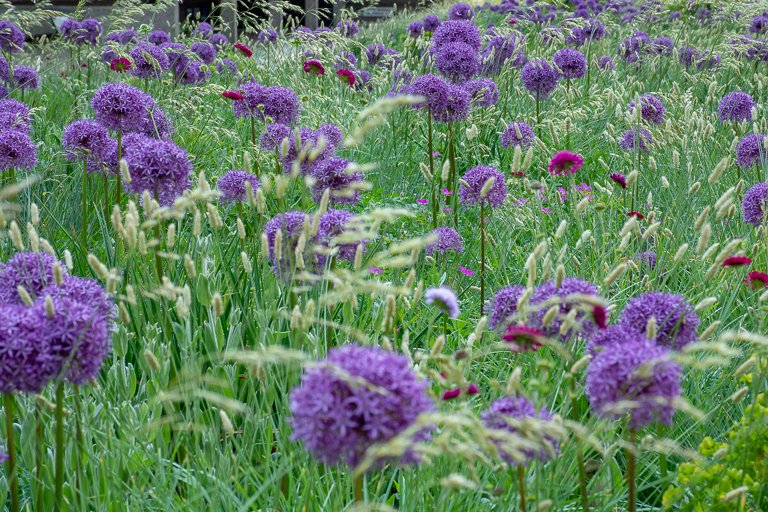 The Barbican steppe plantings this week - alliums, scabious and wonderful grasses -  'sky meadows' on public roof gardens in the heart of the City of London
