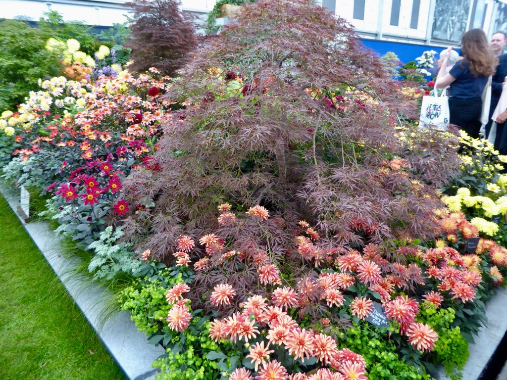 paulinedaniels's tweet photo. A few displays at Chelsea.. #ChelseaFlower2018 #london https://t.co/vATjEUXWNz