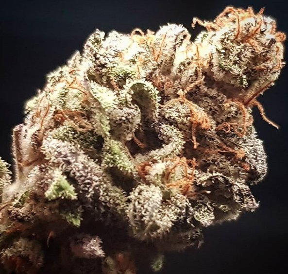 BacOnlineSpain's tweet photo. Algunas imágenes no nos cansamos de verlas.🔥 Cultiva con profesionales💪
@thehoolidankgrowers RUDE COOKIES
#cultivaconprofesionales #cultivaconbac #cultivavida #cultivabac #bacteam #bacspain #baccrew #bac #bacnutrients #weed #ganja #weedporn https://t.co/rljkg8gMIC