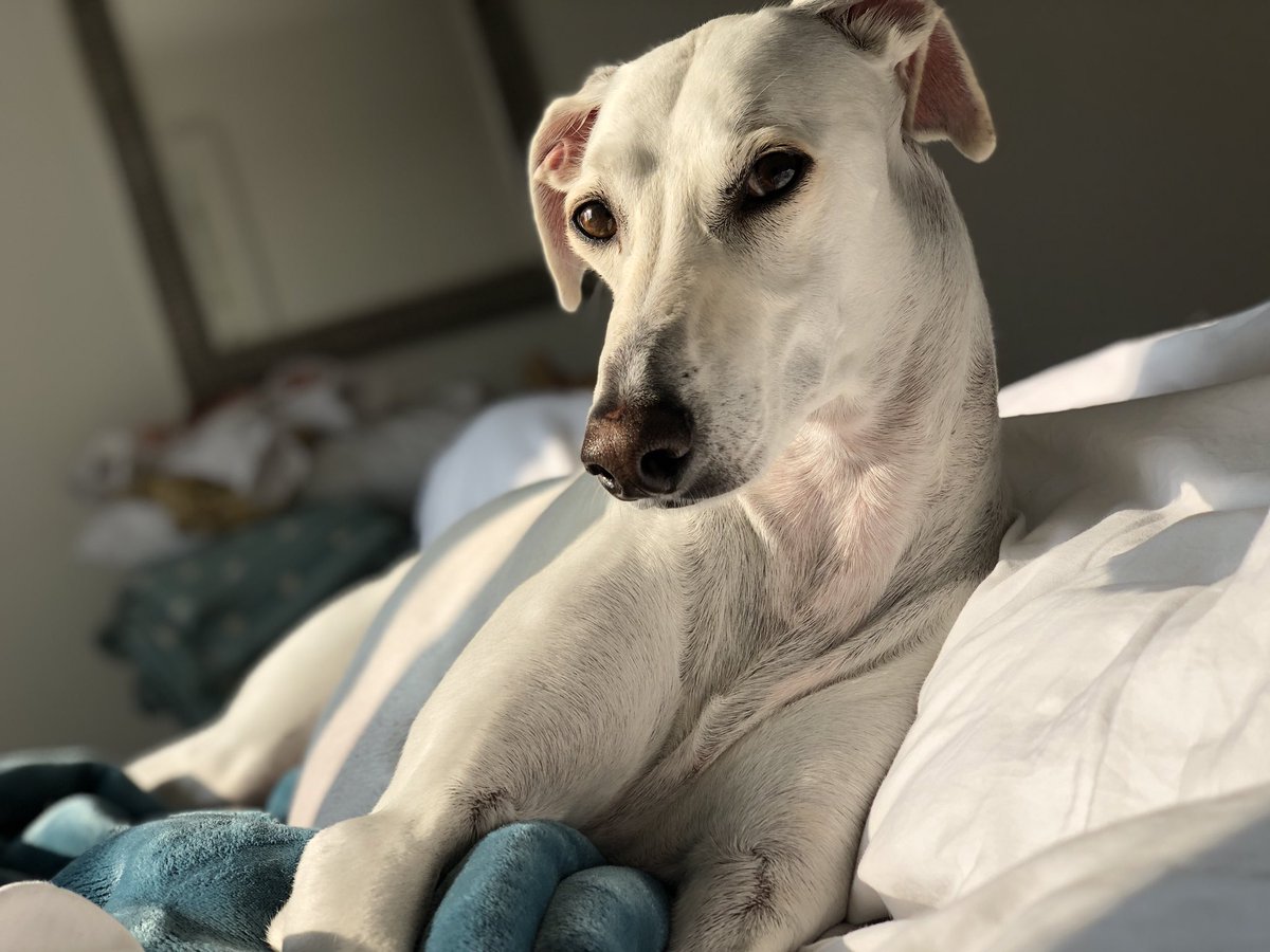 HamiltonChivers's tweet image. #NewProfilePic