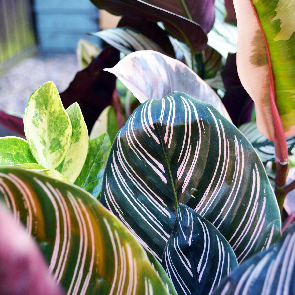 🌵 Bank Holiday Sale! 30% off your favourite plants on Etsy 🌴
Shop Now - etsy.com/uk/shop/Monste…
#BankHolidayWeekend #plantsale #indoorjungle