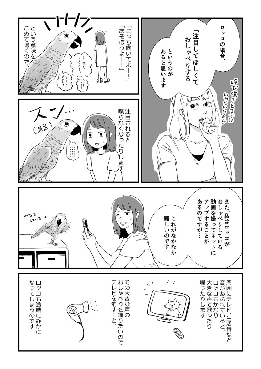 ロッコ漫画。周囲が静かでも喋る時は喋るのですが、黙っちゃうことの方が多いです。線画はわりと前に仕上げてたので絵が古くて…なんかちょっと恥ずかしいけどせっかくなので…。
#ヨウムのロッコ #ヨウム 