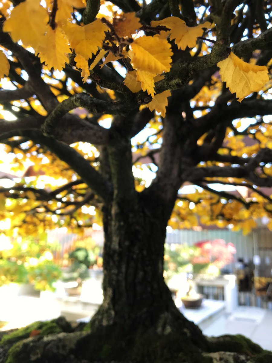 a close up of a yellow leaved bonsai tree