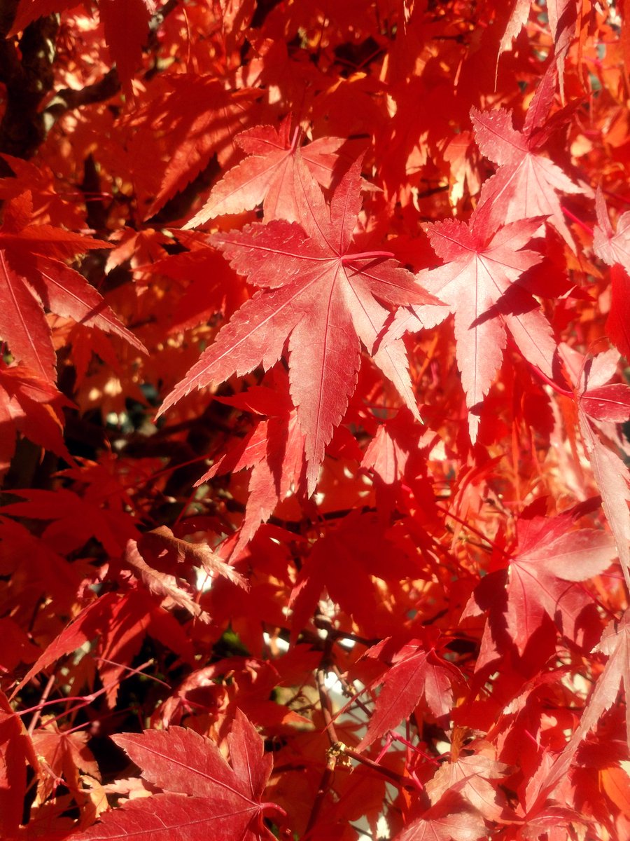 a close up of a red leaved Japanese Maple bonsai tree
