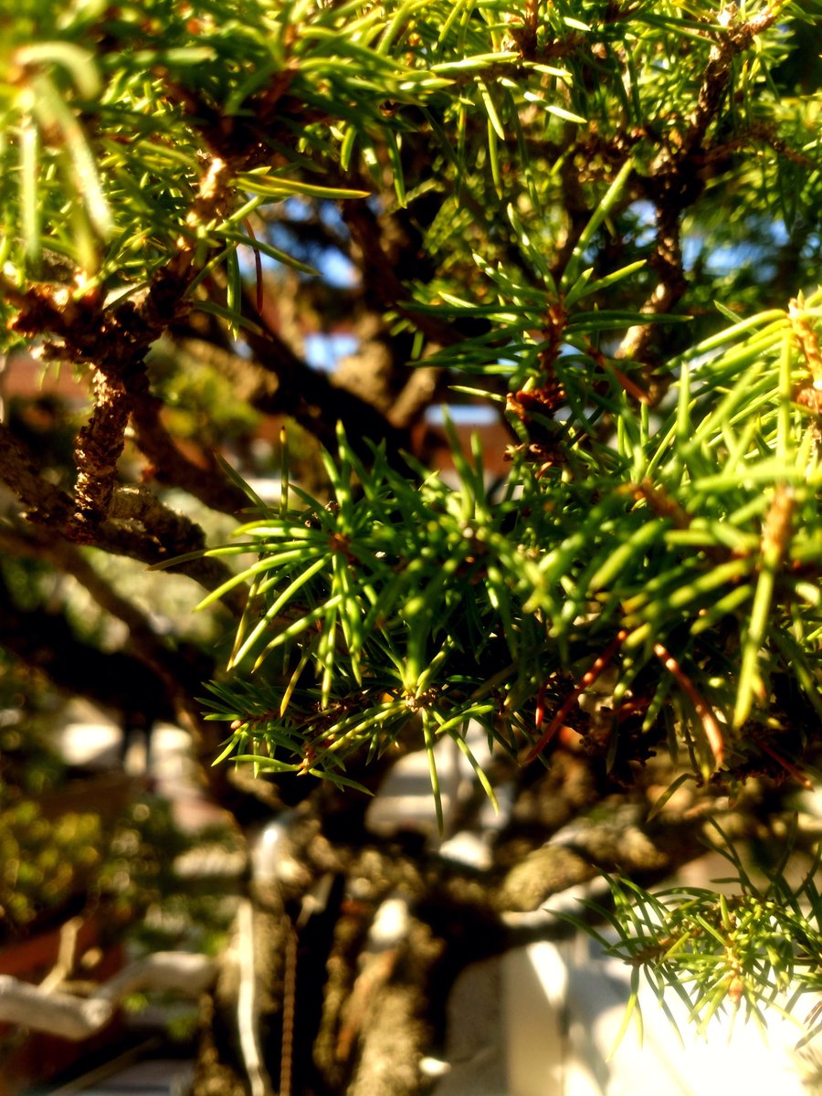 a close up of a pine bonsai tree