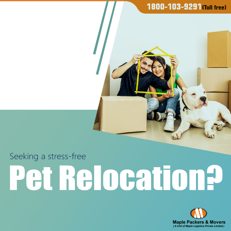 MaplePackers's tweet photo. #Relocating with #pets is an arduous task. It can be assuaged if you have the right help. The #professionals at Maple own years of #experience in pet relocation #services. Seek them today! https://t.co/ABjFHXohr3 https://t.co/7CyNci30Fq