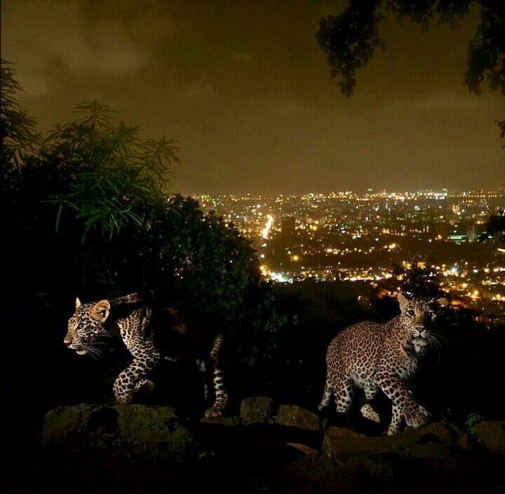 Leopards at Sanjay Gandhi National Park near Residential Area (Photos By Steve Winter)
#sanjaygandhinationalpark
#nationalpark
#leopards