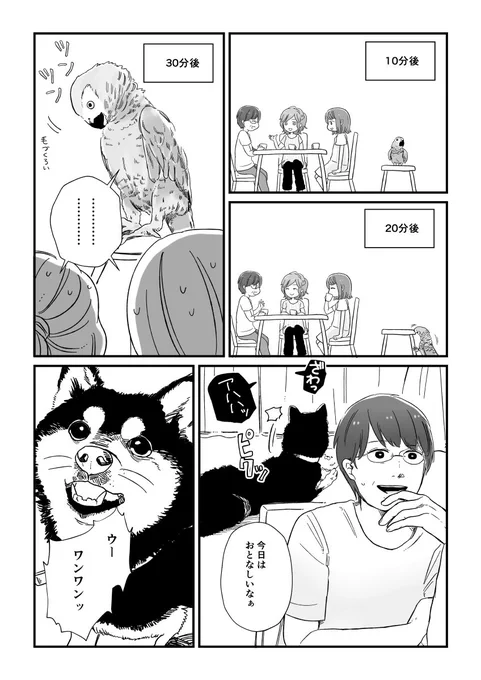 続きです。犬がもう1匹いるかのようです
#ヨウムのロッコ #ヨウム 