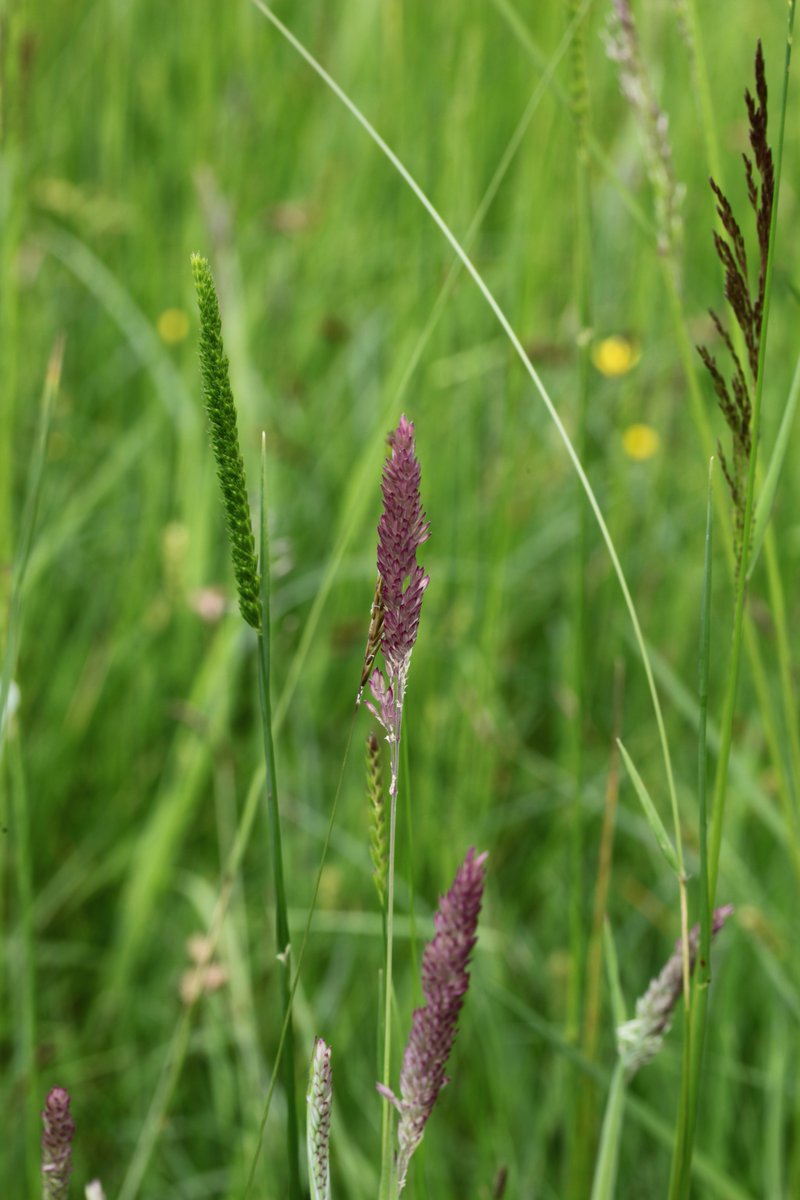 B_Strawbridge's tweet image. One day I'd like to find out more about #grasses, #sedges, #rushes &amp;amp; #reeds. I haven't got a clue how to tell them apart; I just know they are all extremely diverse and beautiful. I think the first pic here is common rush... are the rest grasses?
