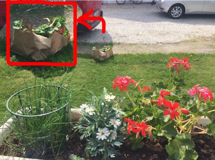 Luringadotter's tweet photo. Det er litt ulikt syn på planting i Seljeveien 5 vs 7. @moenduran https://t.co/cobJi5zvI7