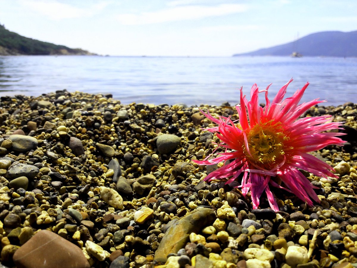 Un po' di relax alla spiaggia Barbarossa 💙 #PortoAzzurrodascoprire #elba #isoladelba #isoladelbaapp #discoverelba #visitportoazzurro