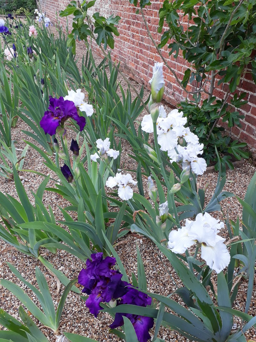 New tall bearded iris border planted last year is starting to show its potential, all part of the rejuvenation of the Walled Garden at Moggerhanger Park, <a href="/HertsBedsPH/">Plant Heritage H&B</a> <a href="/MoggerhangerPK/">Moggerhanger Park</a> <a href="/MoggParkFriends/">Moggerhanger Friends</a> <a href="/HertsHPS/">Herts HPS</a> <a href="/All_Horts/">All_Horts</a> <a href="/letstalkcentral/">Central Bedfordshire Council</a>