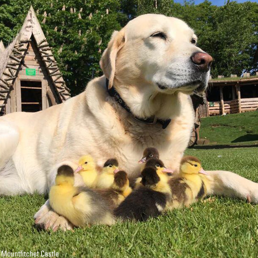 FoxNews's tweet photo. A Labrador named Fred has adopted nine ducklings after their mother disappeared. The ducklings  sleep in Fred’s basket and follow him around as though he was their mother. Fred has even led the ducks for a swim. https://t.co/CTn2E7MffR