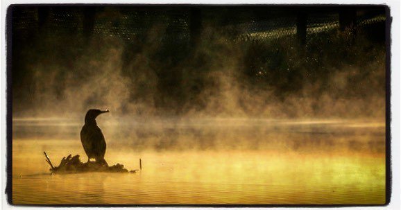 leighhenningham's tweet photo. The mist rises as the bird sits. Elsternwick Park this Morning Photo by Leigh Henningham visit website at https://t.co/MmhsynXkyV #melbourne #instagram #igers #dailylife #australia #instadaily #seeaustralia #destinationmelbourne #photooftheday #birdsof… https://t.co/nMblrwk1YV https://t.co/9O4nVUoOO4