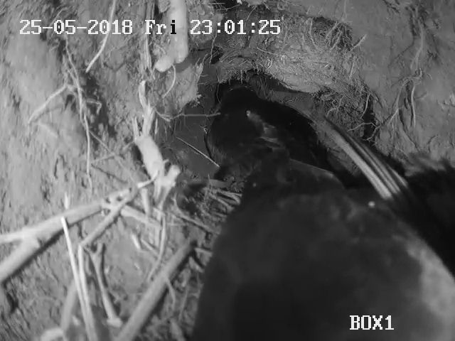 Tash Gillies tweet media