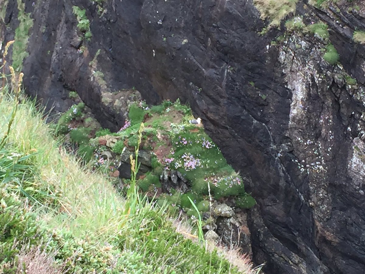 watbirds's tweet photo. 26/5 1100: Lesser Black-backed Gull sitting on nest (+ mate nearby) today at Ram Head, Ardmore (PMW) unbelievably seems to be 1st confirmed nesting of LBBG in Co Waterford since 1983! #SeabirdsCount @BirdWatchIE @JNCC_UKseabirds #SeabirderSaturday https://t.co/4LpKMQkV3g