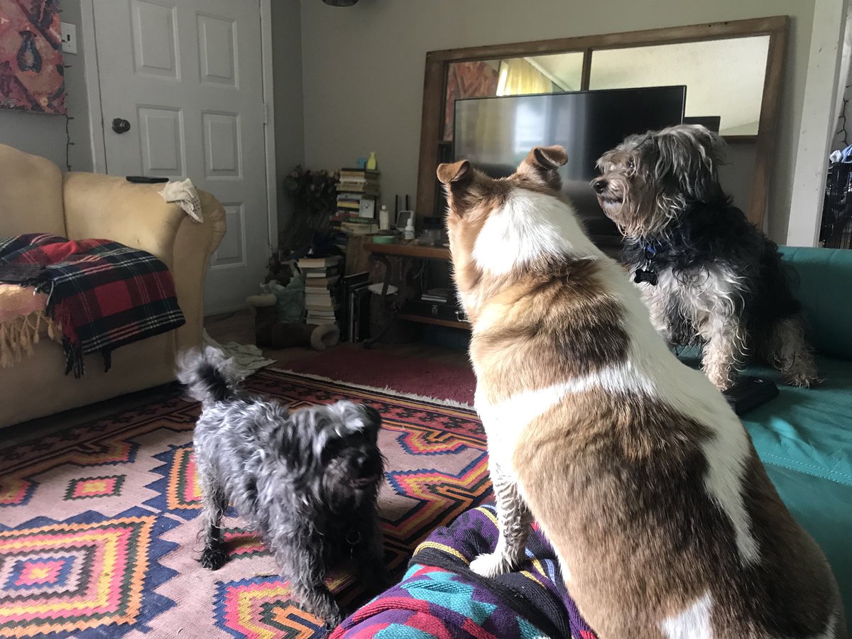 miss_robles's tweet photo. Where I live, I encounter more animals than humans on a daily basis. THAT’S HOW YOU WIN AT LIFE. #lifeboss #semiretired https://t.co/7Hhll2lWHL