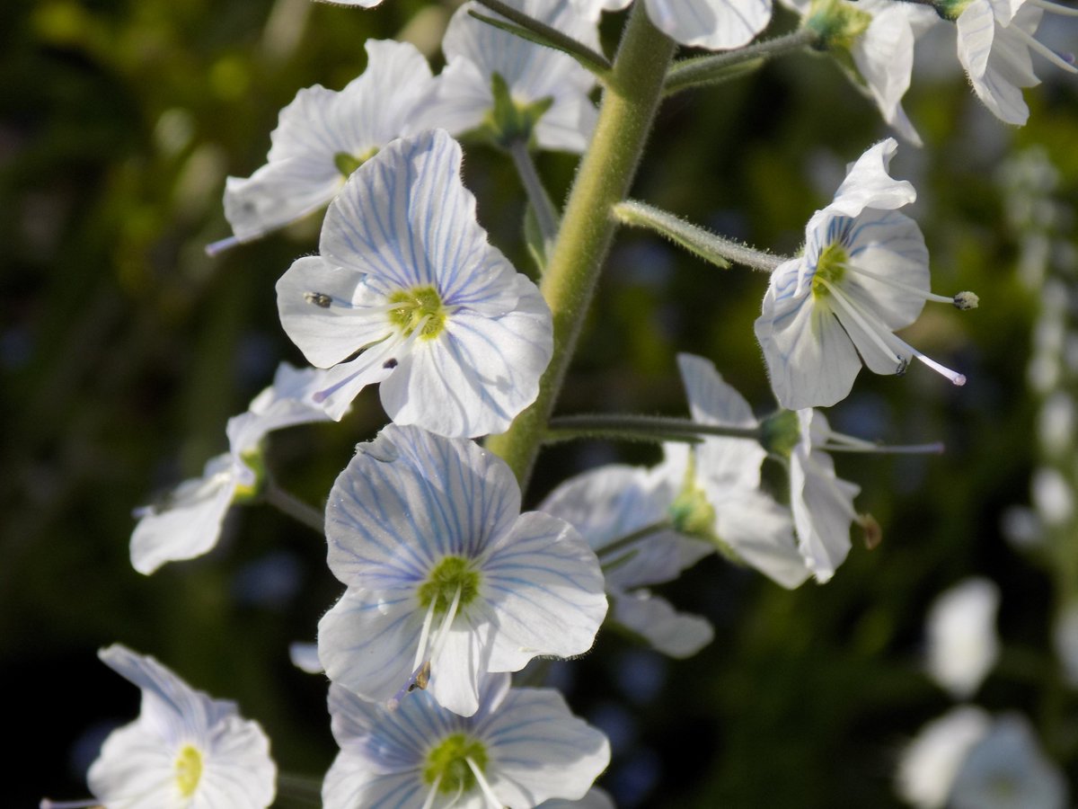 @therealflowerco #realflowersoftheseason - Veronica 'Barbara Sherwood' growing in my garden.