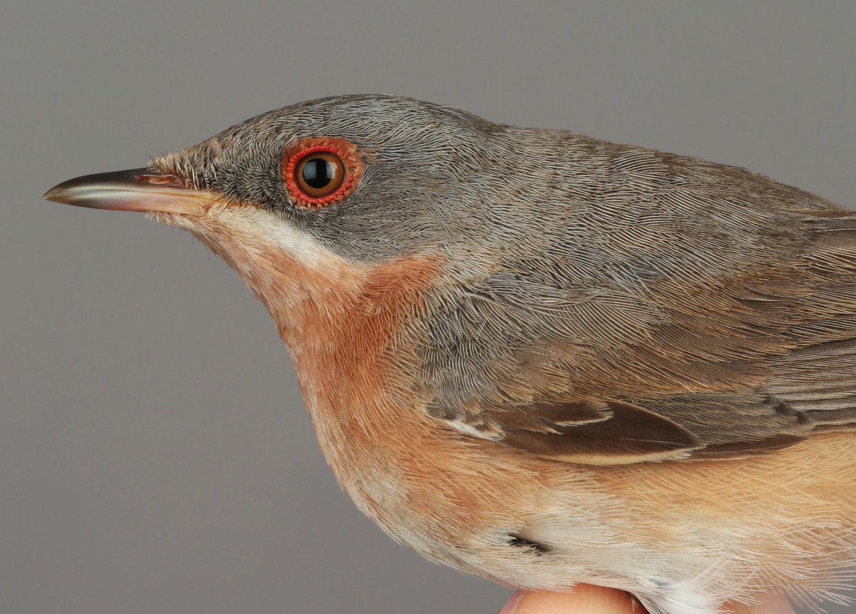 Moltonis Warbler (Sylvia subalpine) trapped and ringed at Ottenby, Öland - 2nd record for Sweden if accepted