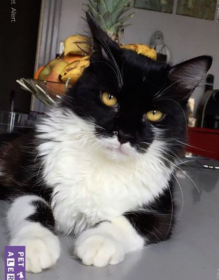 Missing Animaux 81 On Twitter 260518 Perdu Chat Noir