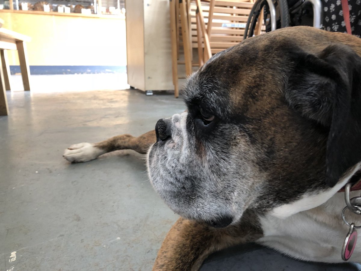 k9sheffield's tweet photo. Great start to weekend breakfast. @7hillsbakery https://t.co/7S9tJSpwvD